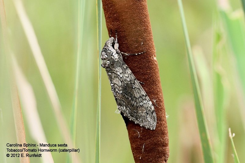 15 Sept-Moth.jpg